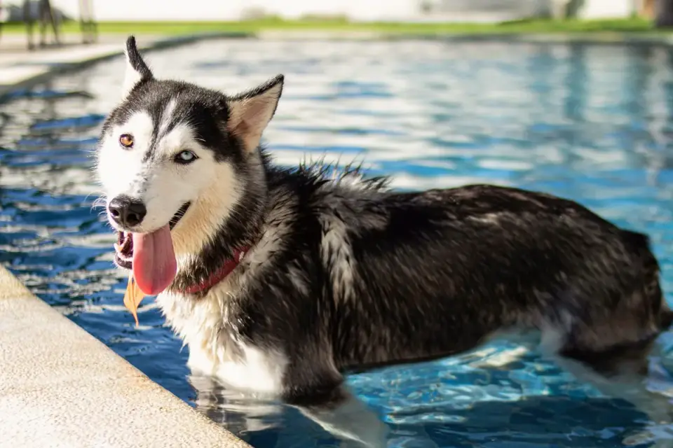 Dog drinking water