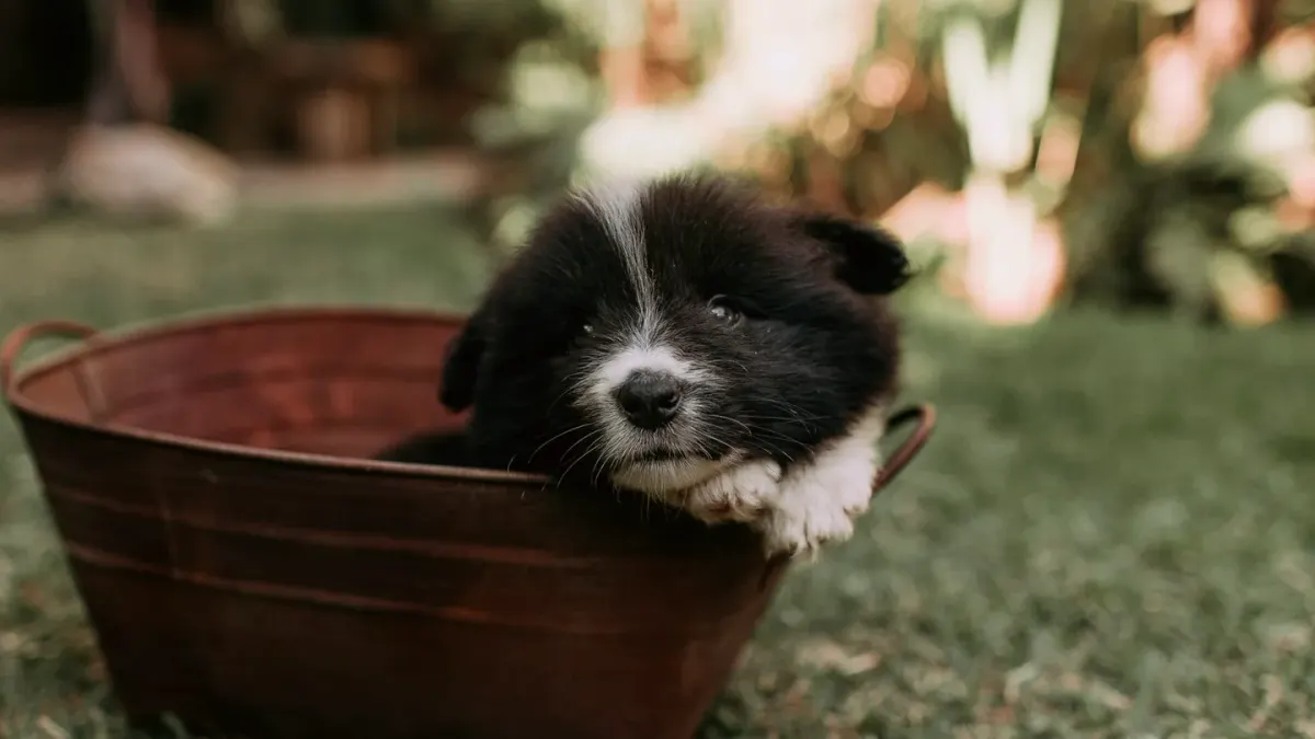 Dog drinking water