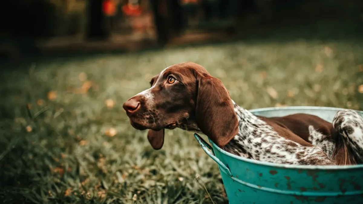 Dog drinking water