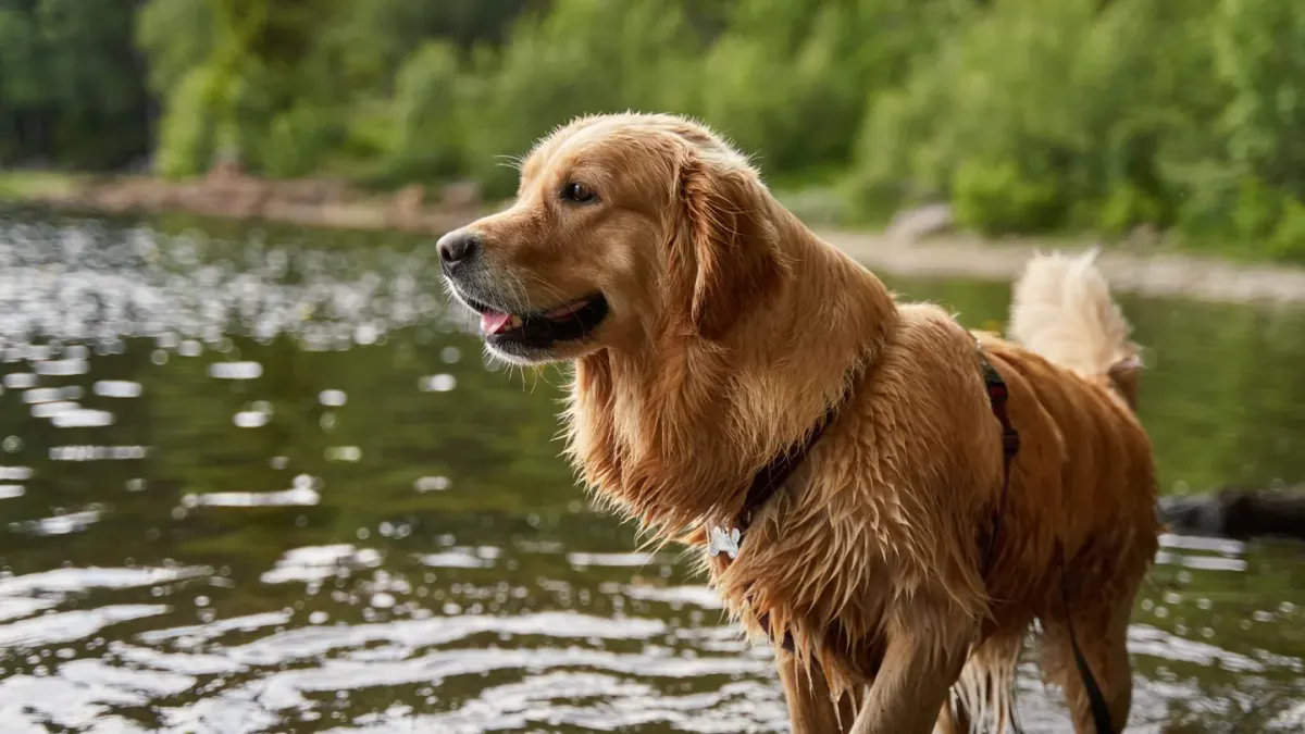 Dog drinking water