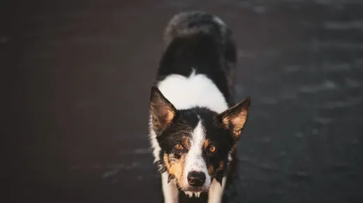 Dog drinking water