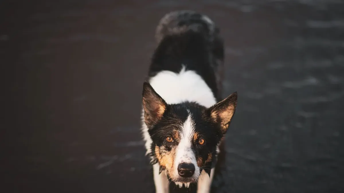 Dog drinking water