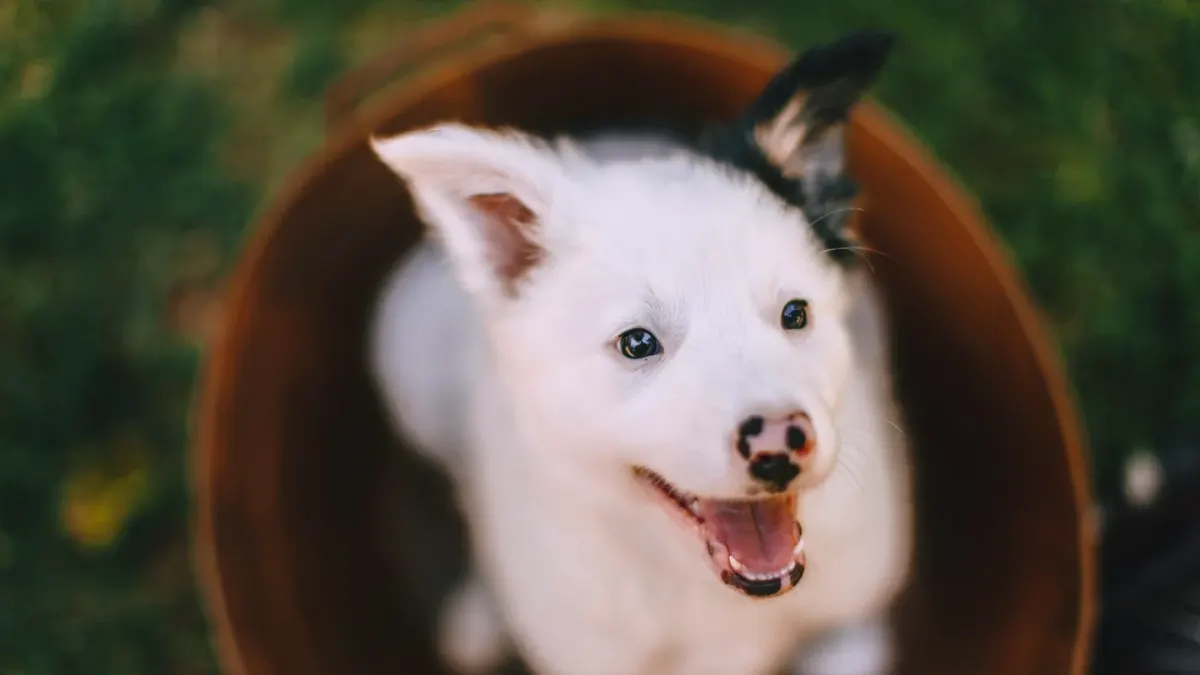 Dog drinking water