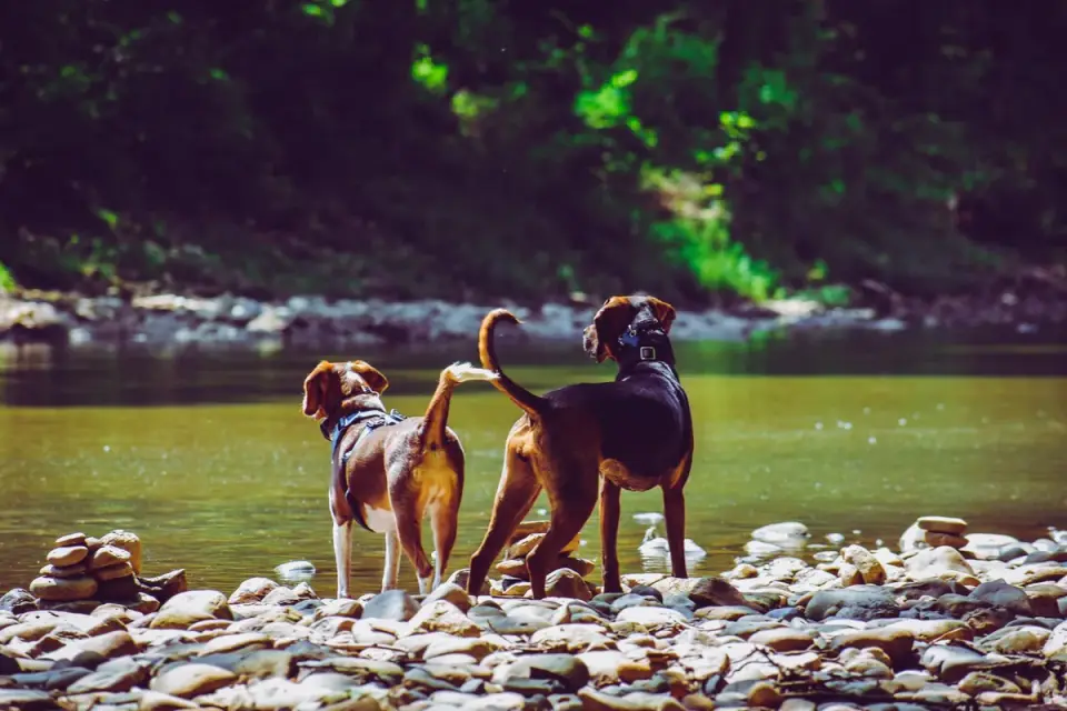 Dog drinking water
