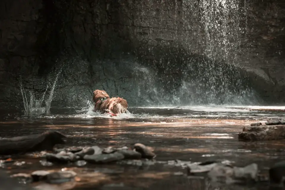Dog drinking water