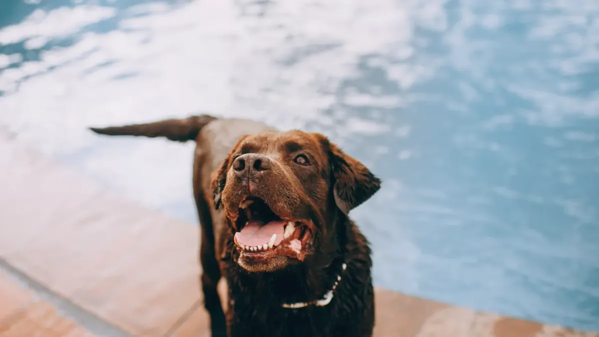 Dog drinking water