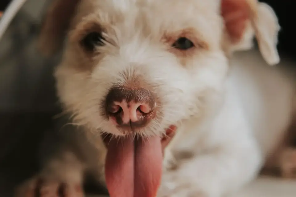 Dog drinking water