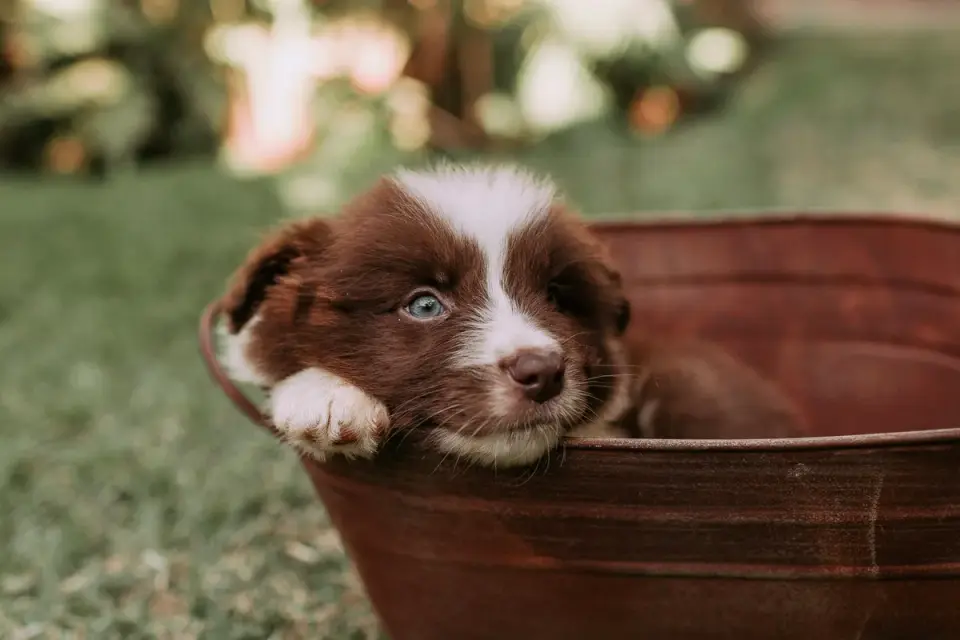 Dog drinking water