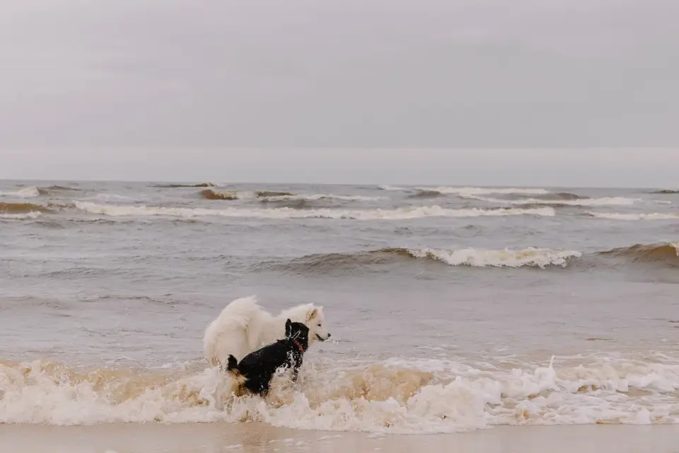 Dog drinking water