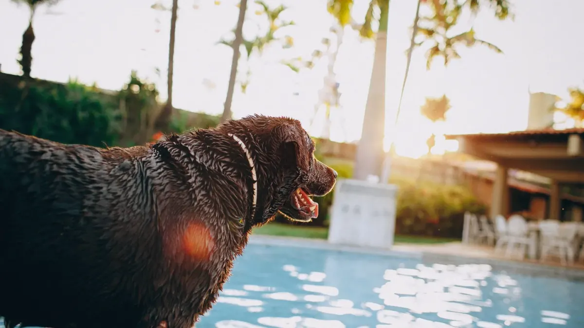 Dog drinking water