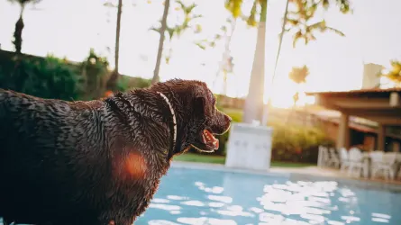 Dog drinking water