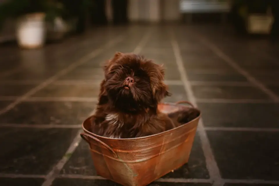 Dog drinking water