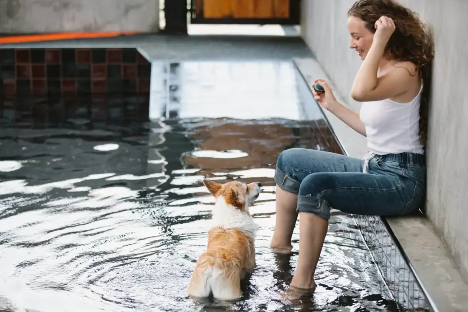 Dog drinking water