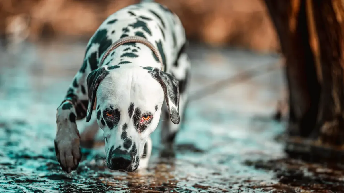 Dog drinking water