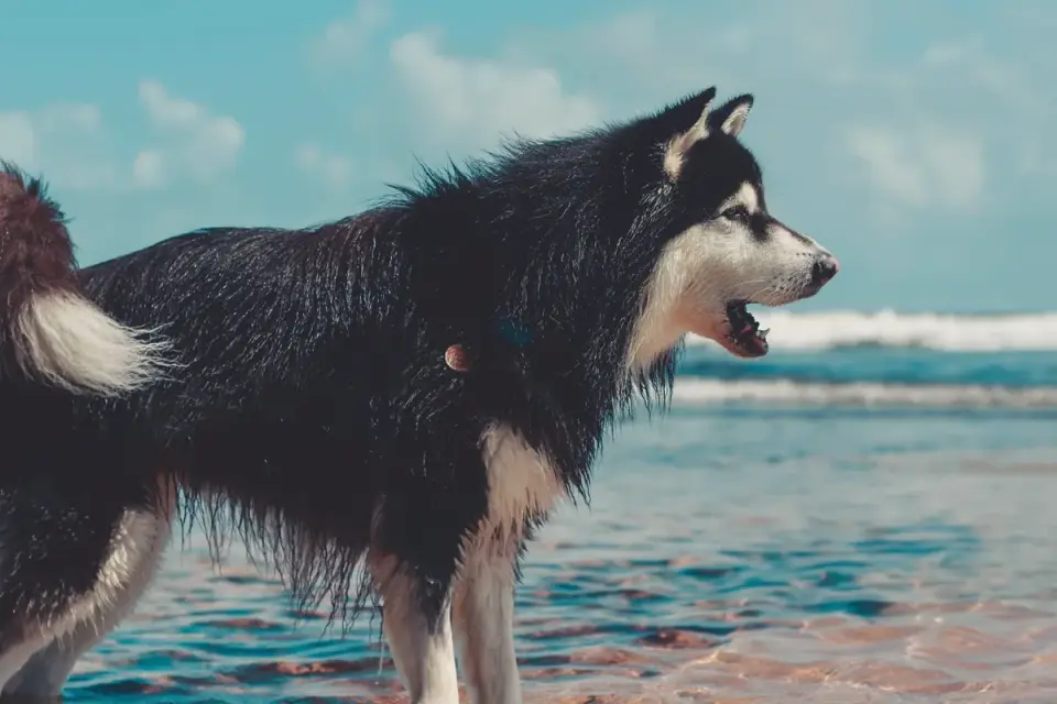 Dog drinking water