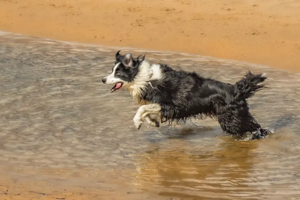 Dog drinking water