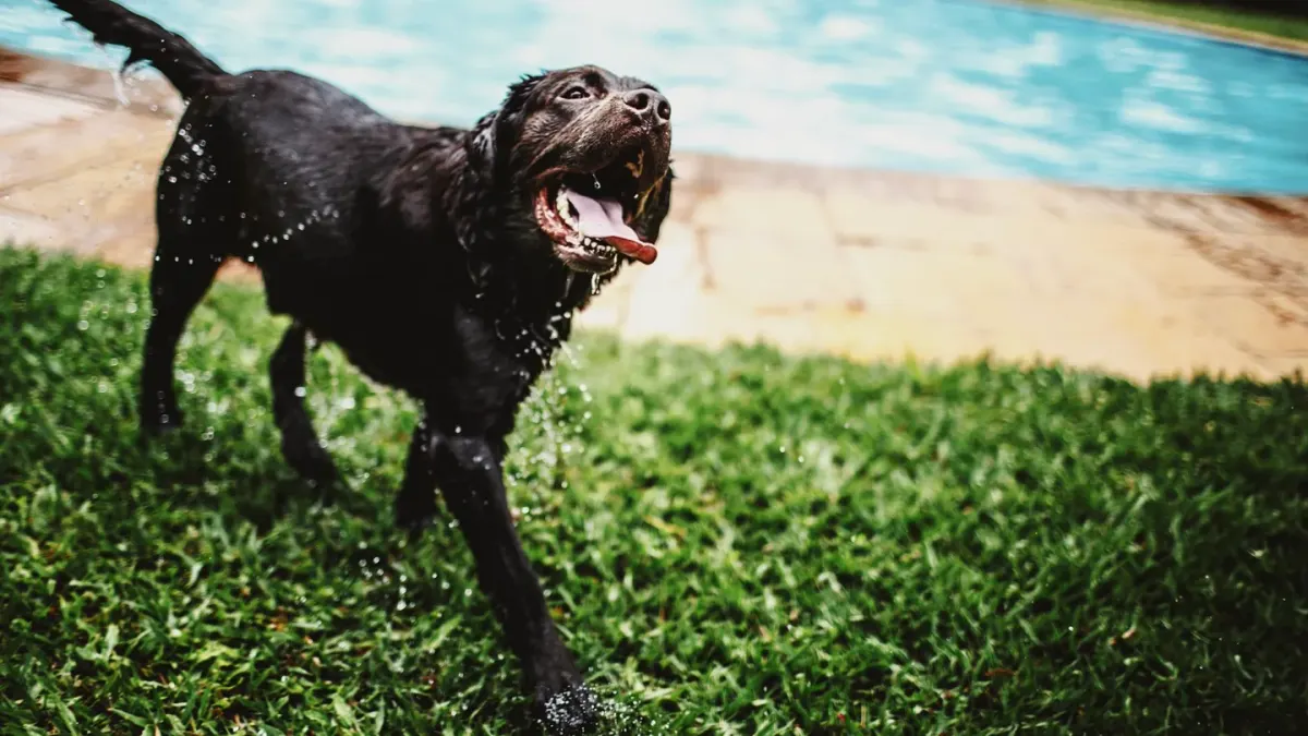Dog drinking water