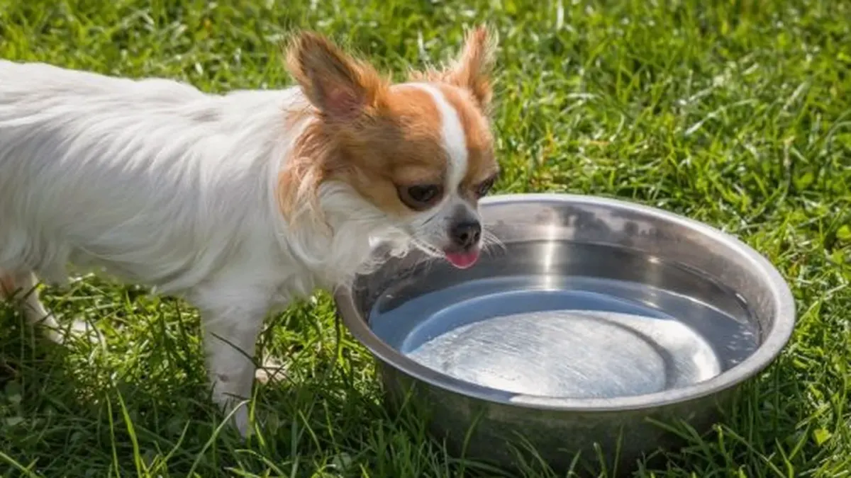 Dog drinking water
