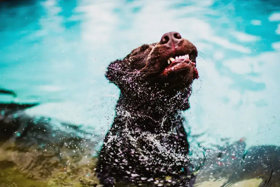 Dog drinking water