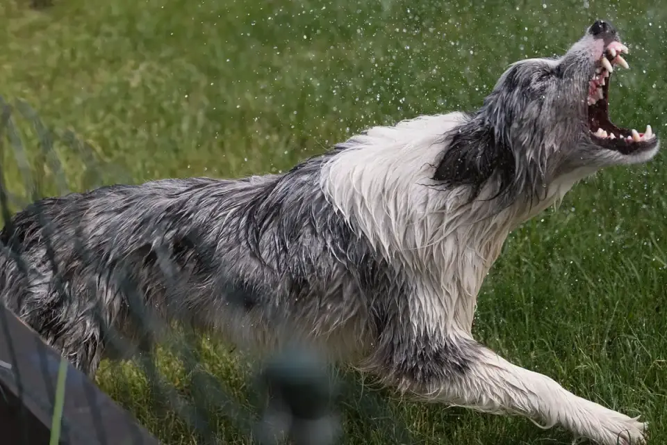 Dog drinking water