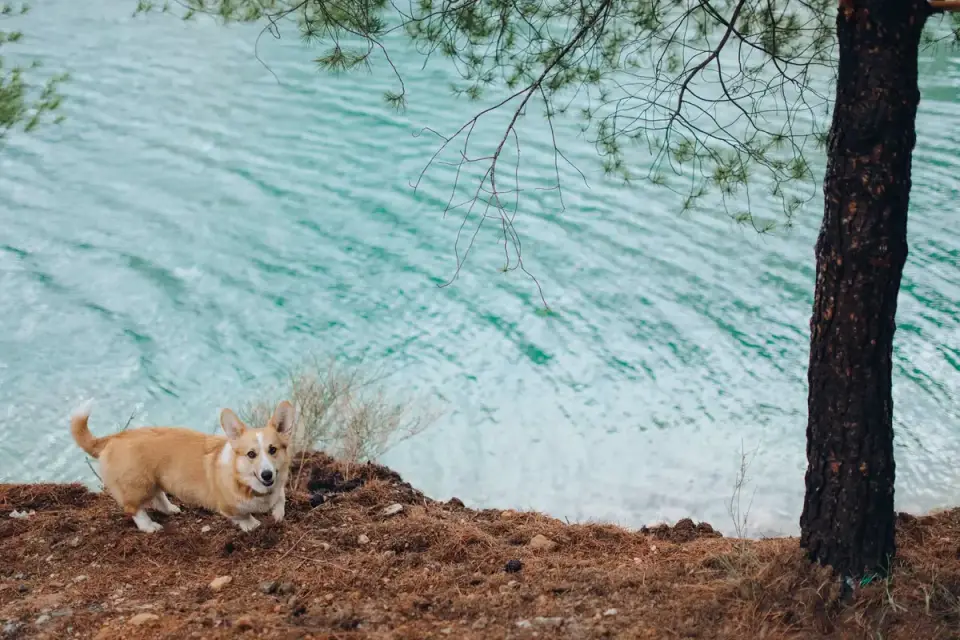 Dog drinking water