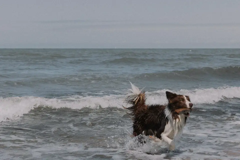 Dog drinking water