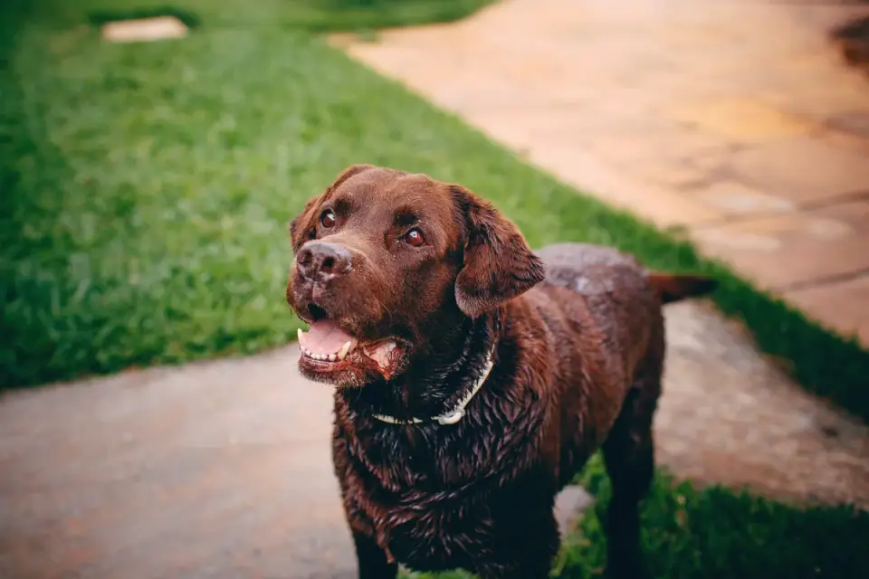 Dog drinking water