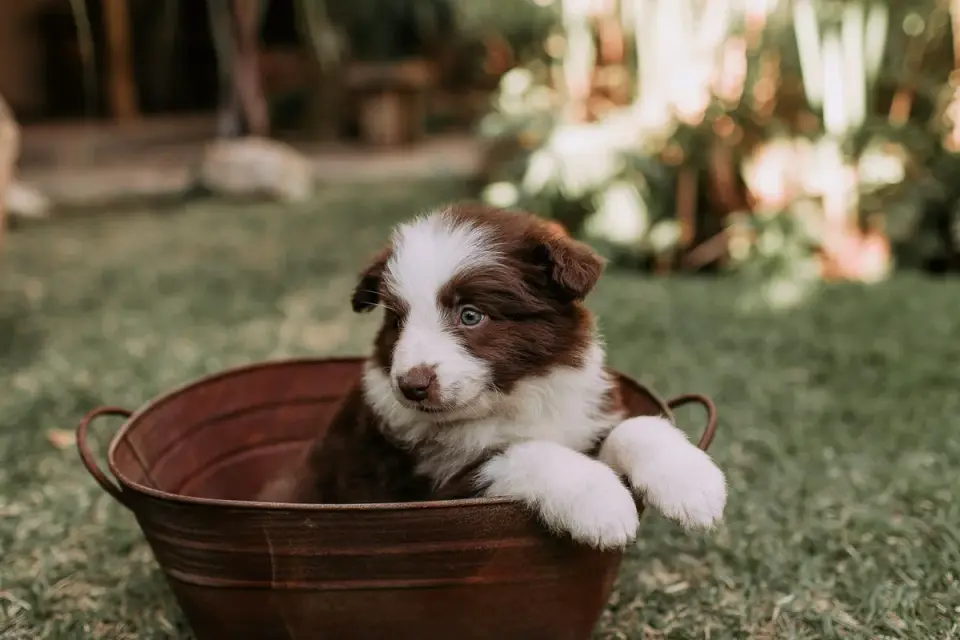 Dog drinking water