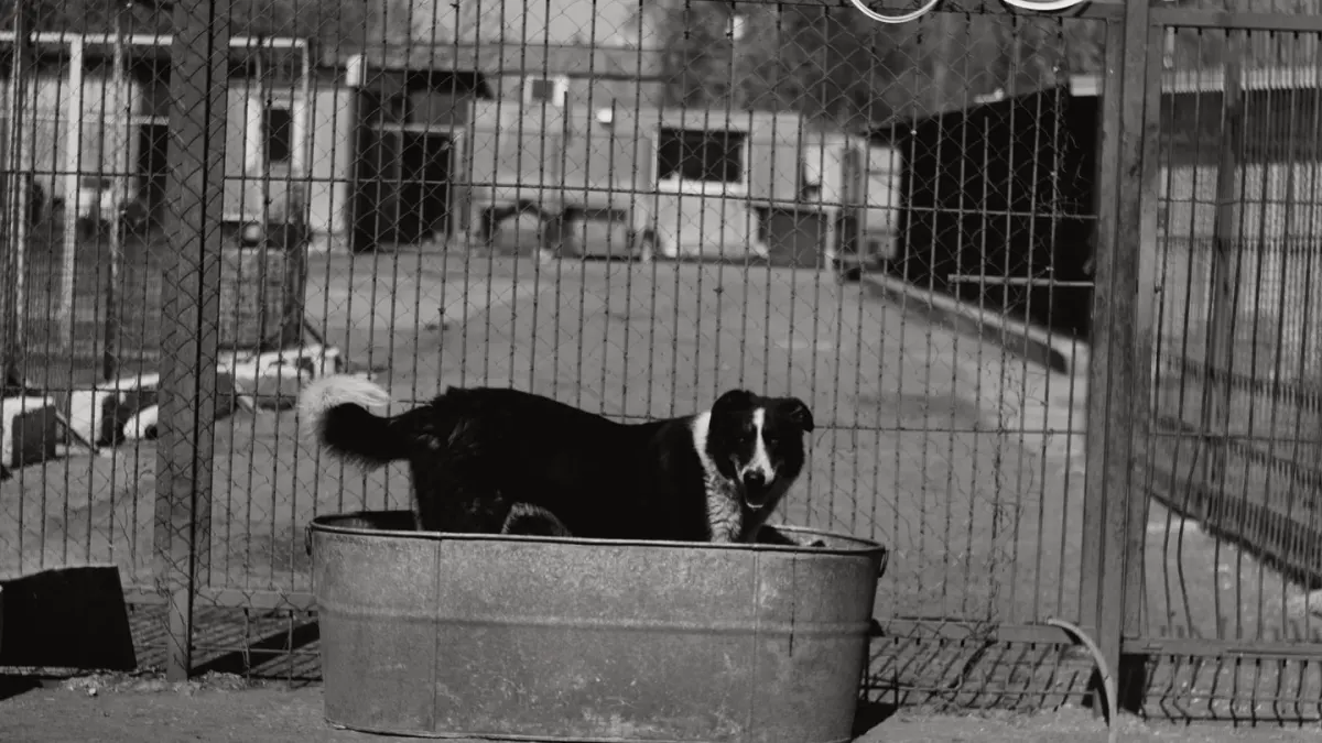 Dog drinking water