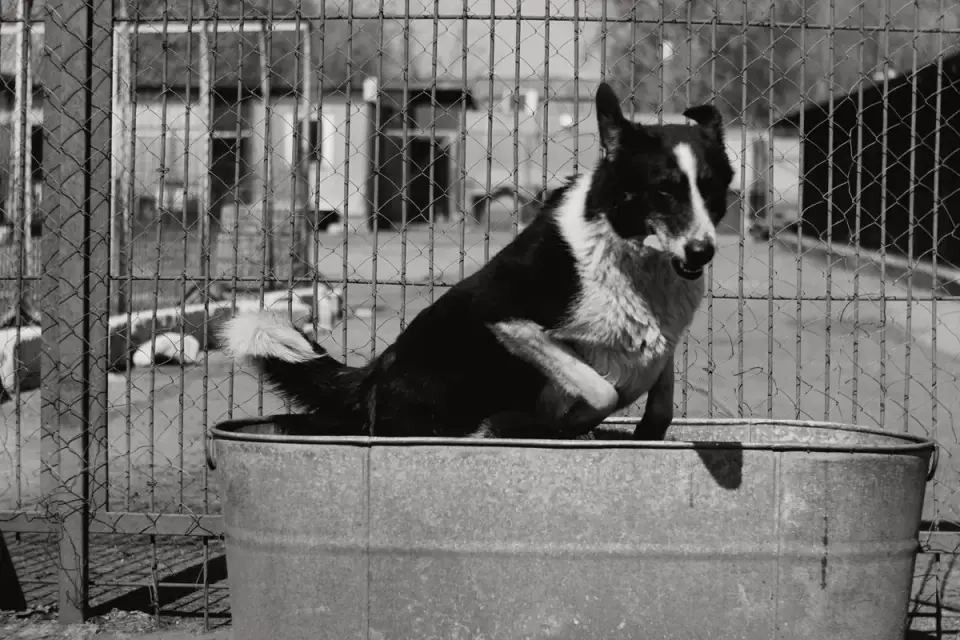 Dog drinking water