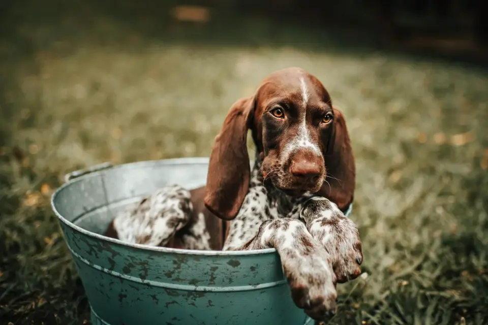 Dog drinking water