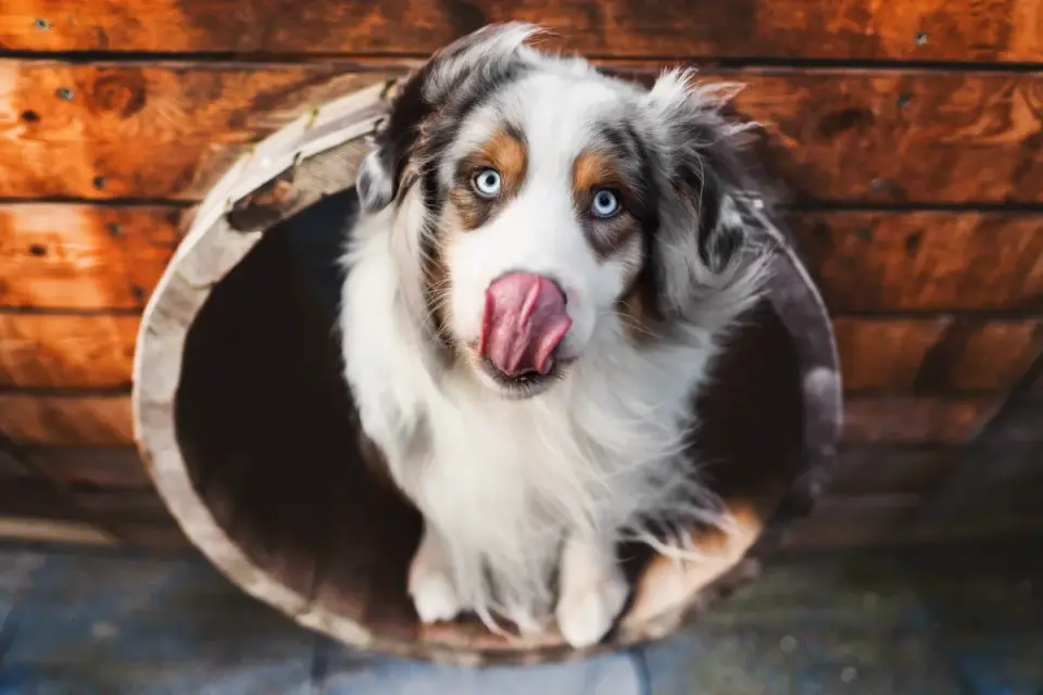 Dog eating from a bowl at home