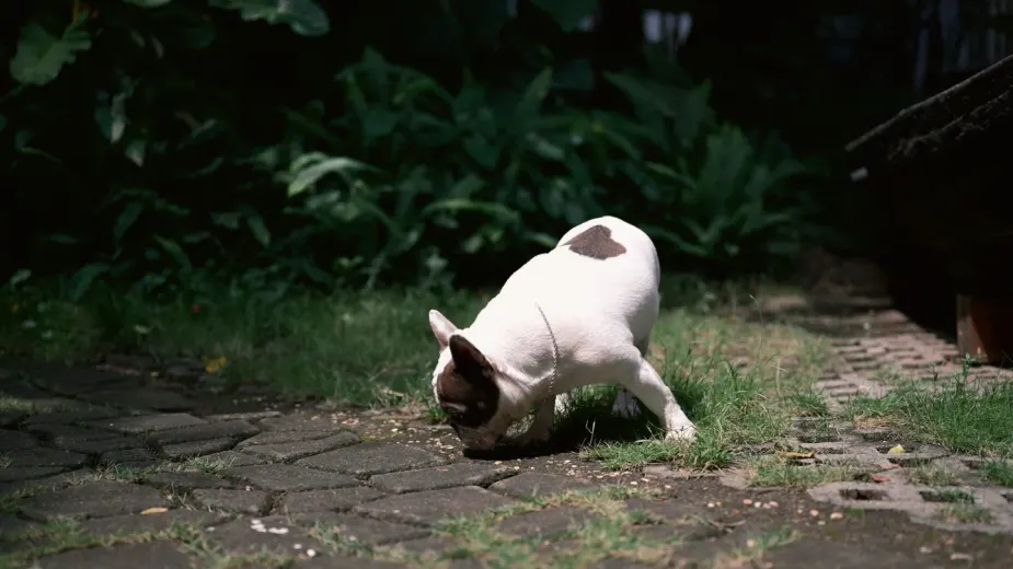 Dog eating from a bowl at home