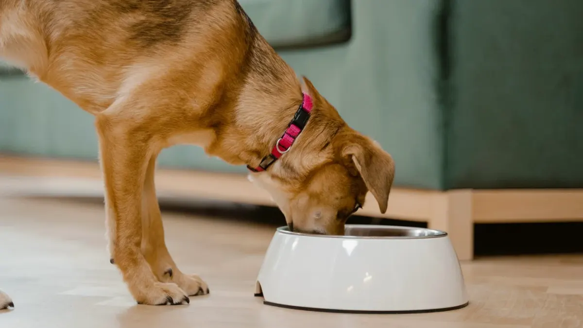 Dog eating from a bowl at home