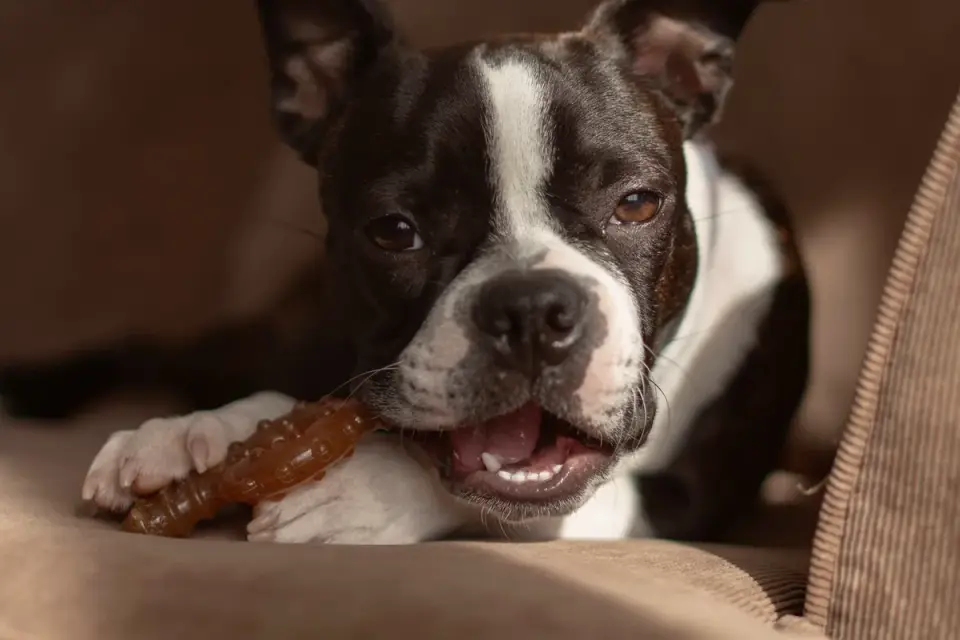 Dog eating from a bowl at home