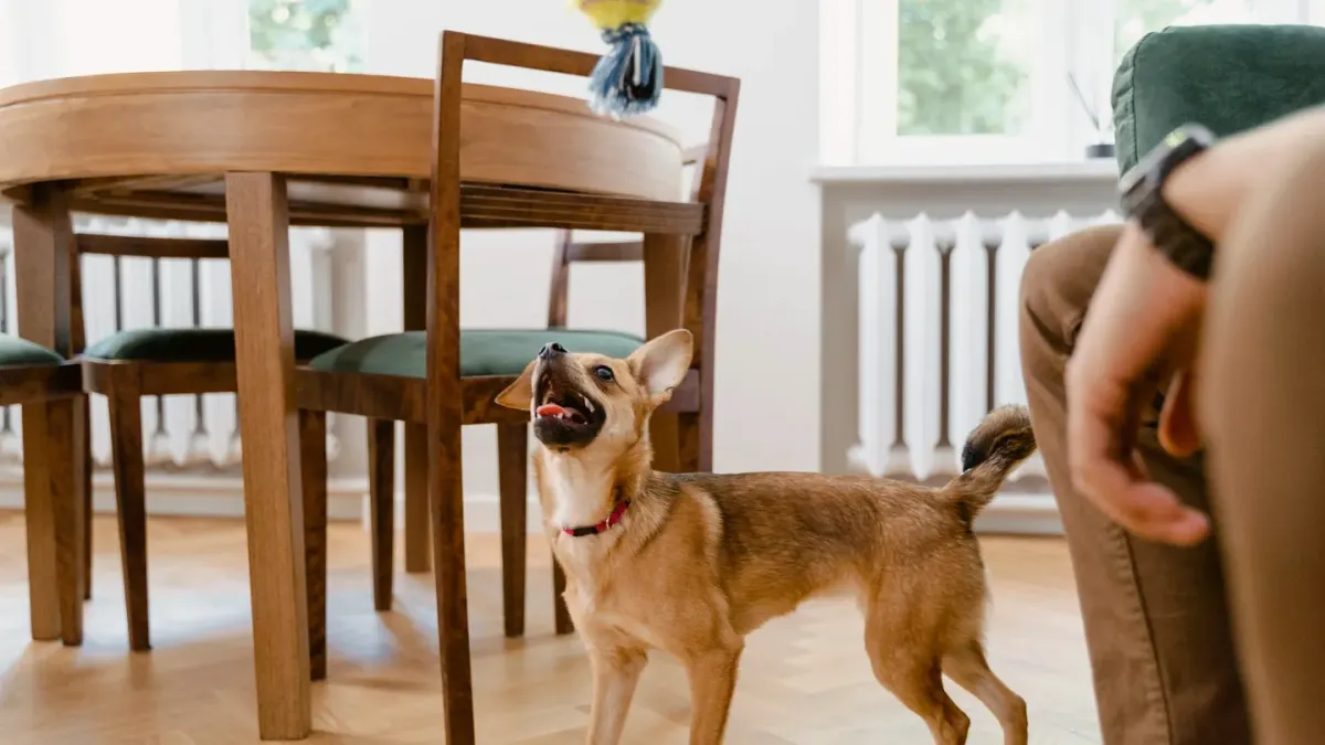 Dog eating from a bowl at home