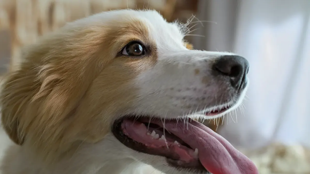 Dog eating from a bowl at home
