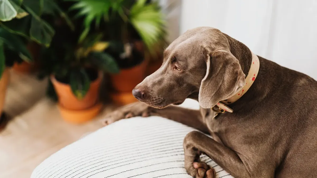 Dog eating from a bowl at home