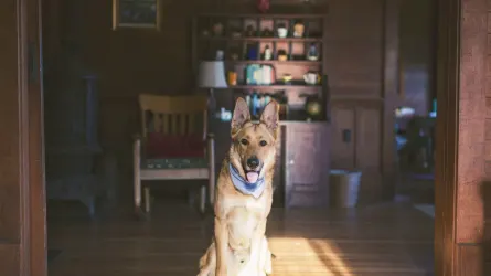 Dog eating from a bowl at home
