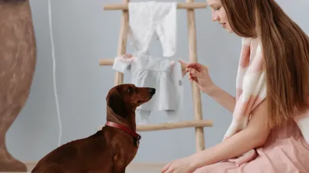 Dog eating from a bowl at home