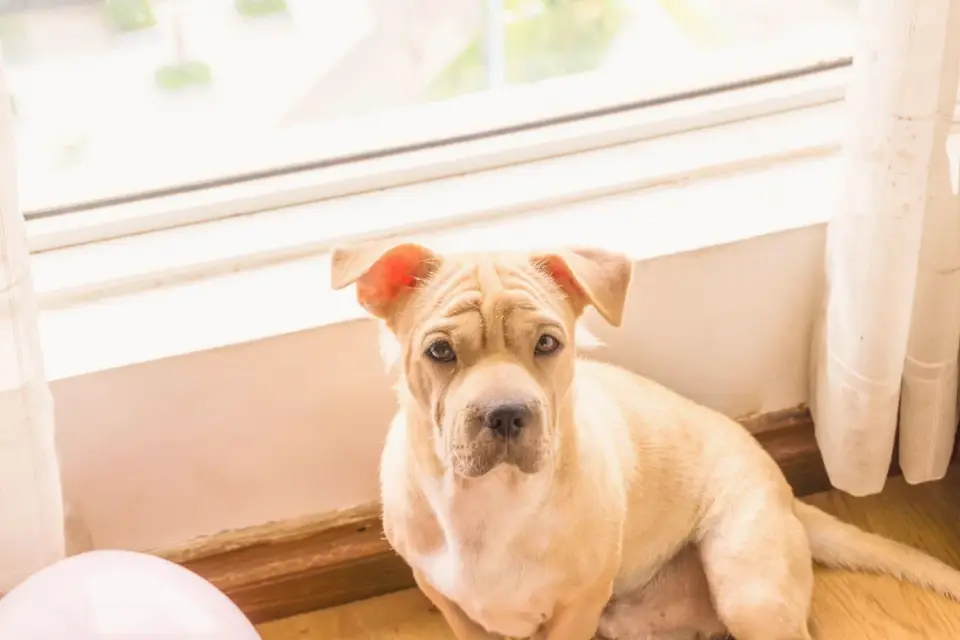 Dog eating from a bowl at home