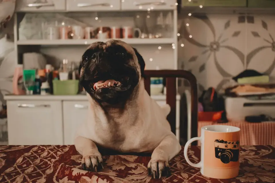 Dog eating from a bowl at home