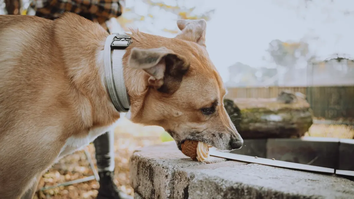 Dog eating from a bowl at home