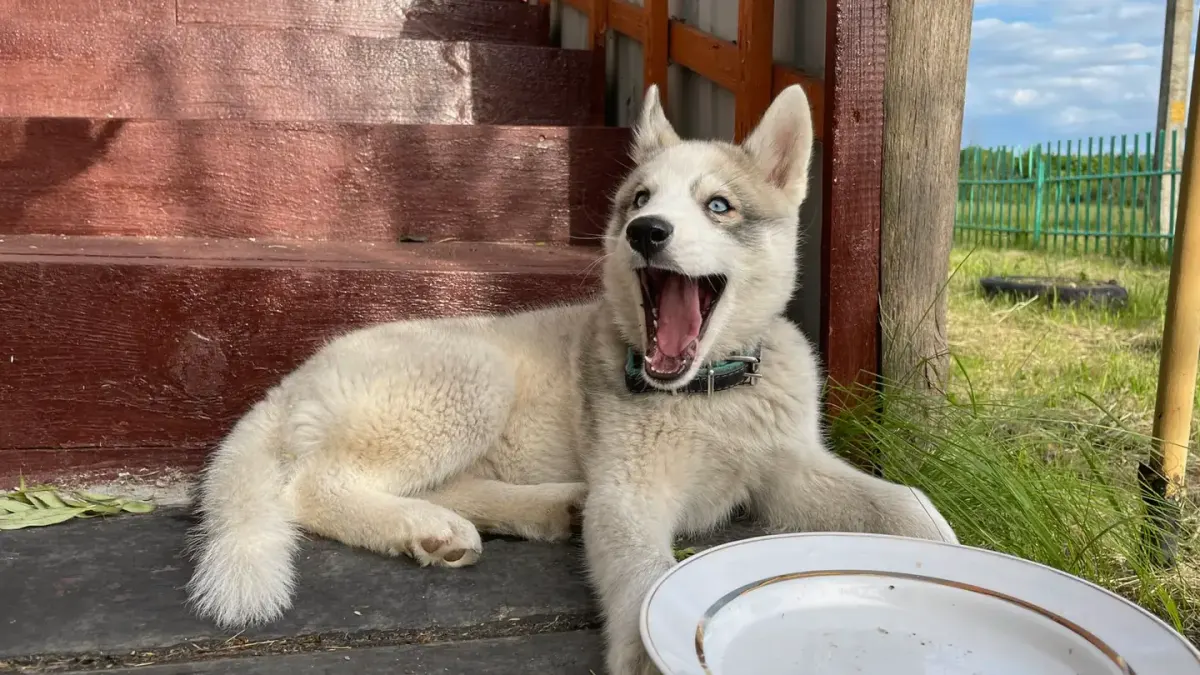 Dog eating from a bowl at home