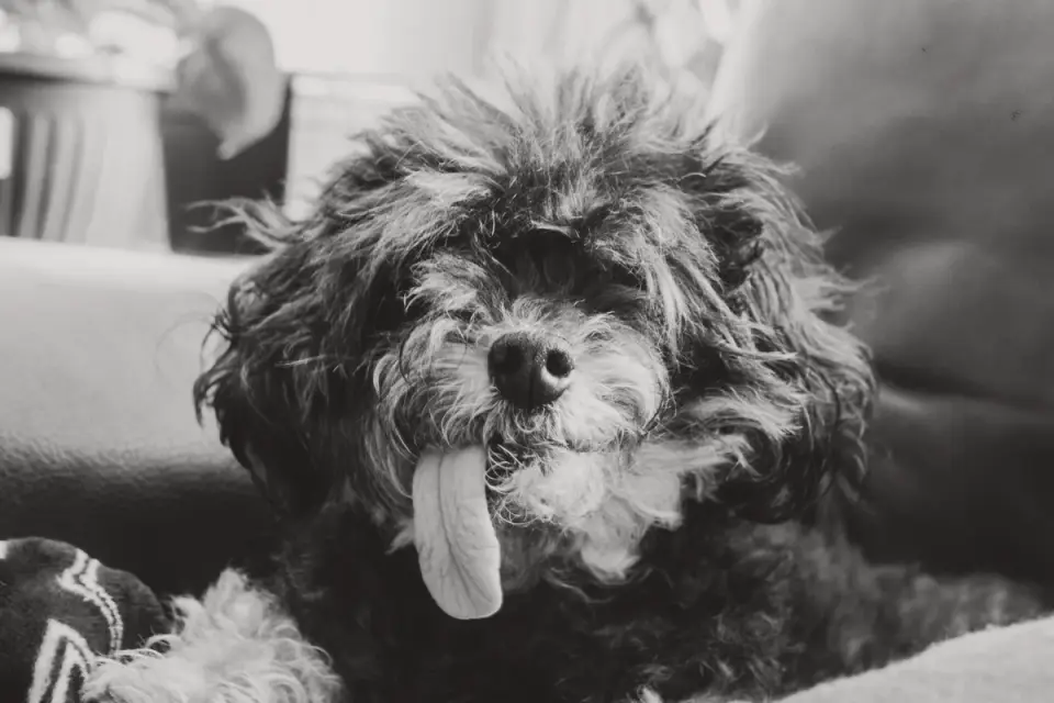 Dog eating from a bowl at home