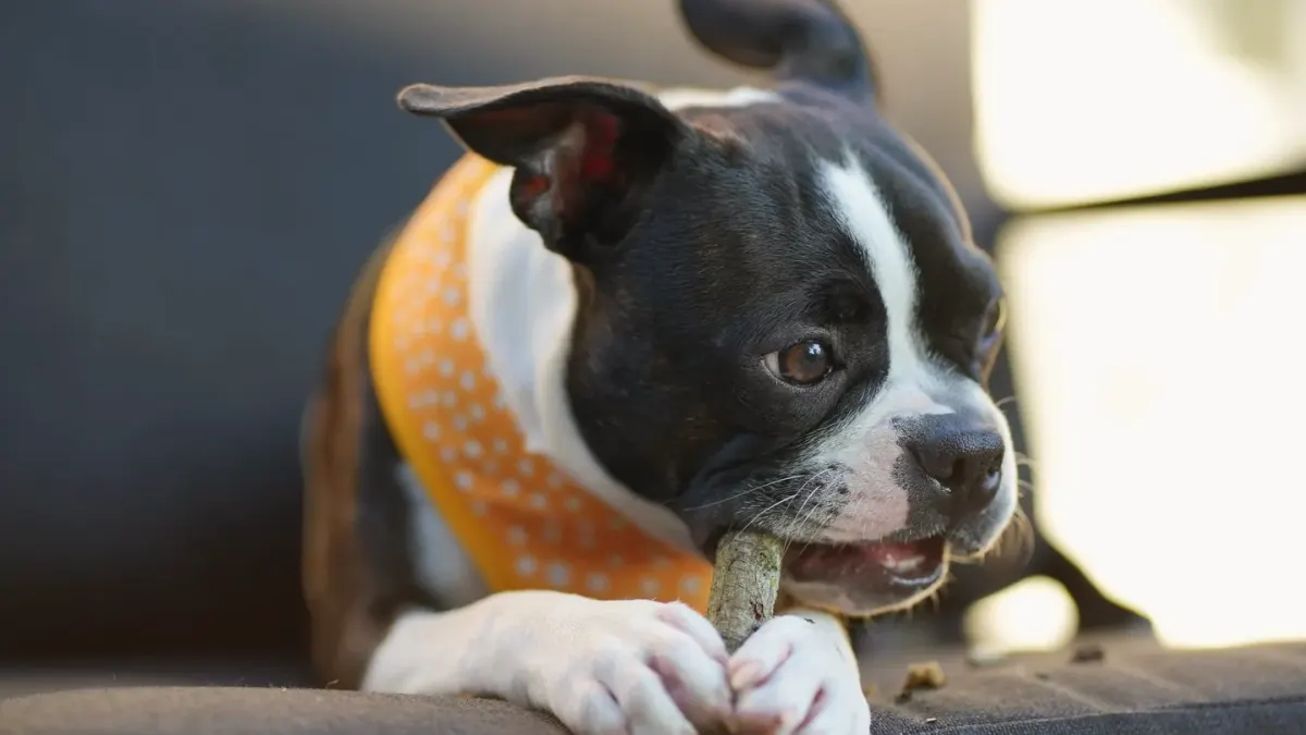 Dog eating from a bowl at home
