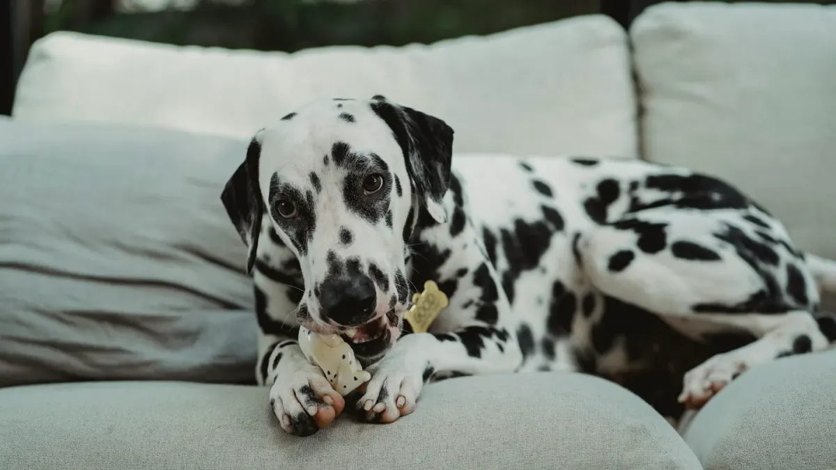 Dog eating from a bowl at home