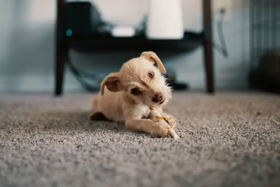 Dog eating from a bowl at home