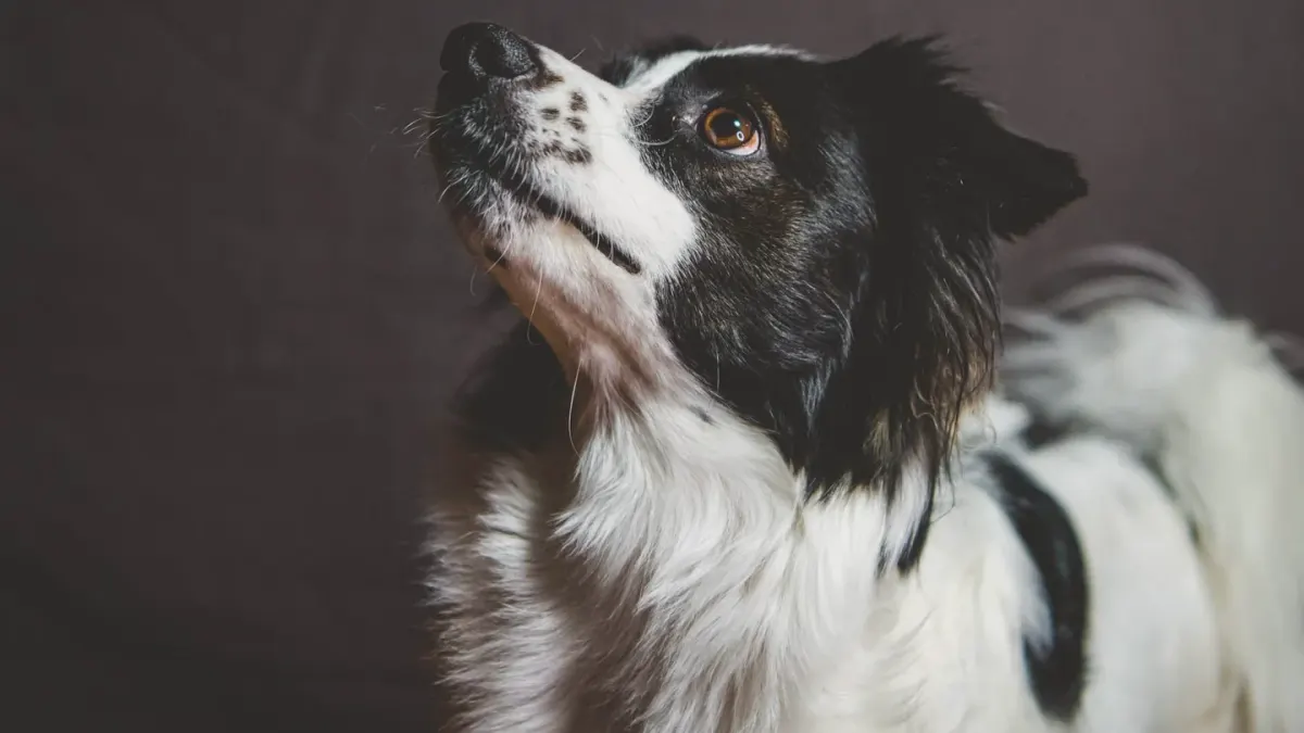 Dog looking at an owner