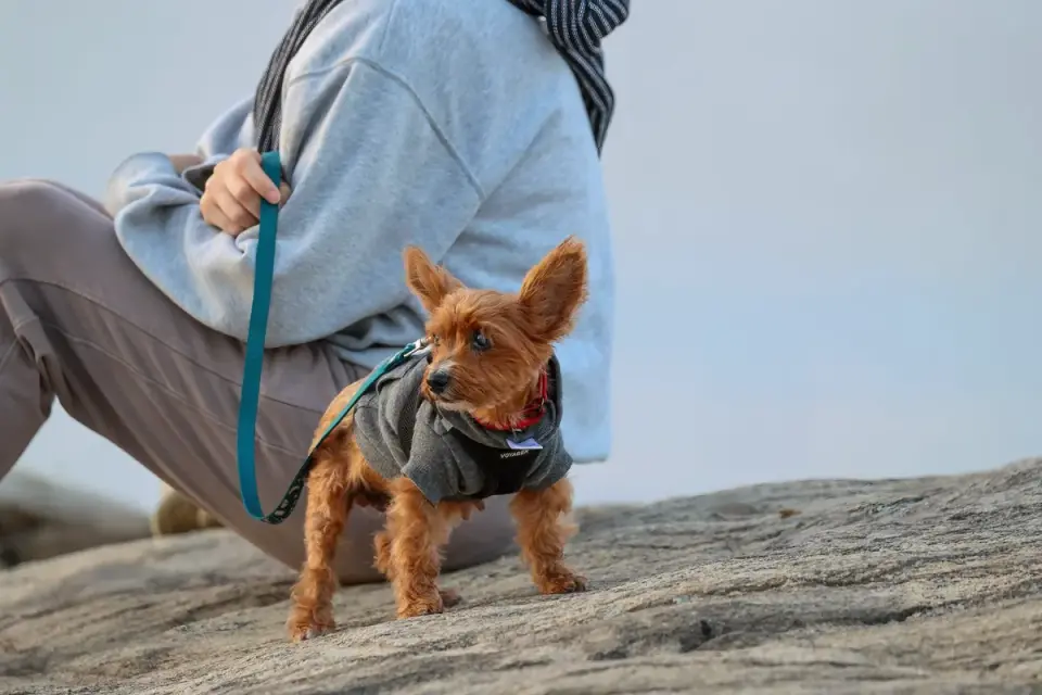 Dog looking at an owner